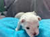 Pedigree Maltase puppies