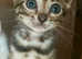 3 gorgeous pedigree Bengal kittens left ready to leave now
