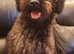 Two handsome Schnoodle Boys Available Now