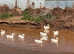 Female cherry valley ducks