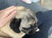 5 year old female pug