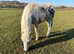 Appaloosa, Spotty, spotted pony filly to make 13.2hh