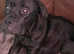 1 female presa canario