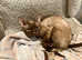 GCCF Active King male Devon Rex