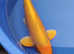 High Grade Koi carp fron £5