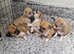 Chihuahua puppies
