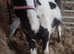 Traditional cob colt foal