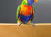 Rainbow Lorikeet,8