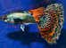 High quality Guppy Pairs collect or Delivered