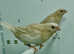 Exhibition Cremino bengalese finches