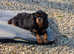 Sad re-home of lovely cavalier girl