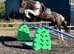 Summer project/ proven broodmare