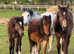 Beautiful welsh c colt