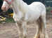 Cromello to make 14'2 native cob