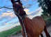 Proven Dressage/ Sweet Hacking Mare