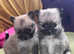 Pomchi puppies