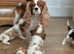(Health tested) Cavalier puppies