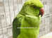 Beautiful baby Indian Ringneck Talking parrot