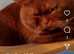 Cinnamon BSH for Stud