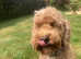 Looking for a Loving Home for Charlie