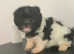 Havanese bichon