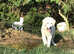 6 month old male maremma and the abruzzese