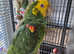 Yellow head amazon parrot  for sale