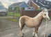 outstanding palomino filly section, a fully registered