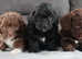 5 beautiful boys and one beautiful little chocolate girl