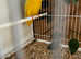 Semi Tame Lutino Lineolated parakeet