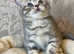 (2 LEFT) OUTSTANDING TICA ACTIVE KITTENS (READY NOW)