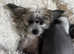 Chinese Crested Hairless Puppies boys