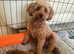 Beautiful F1b cavapoo puppies for sale