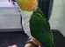 Tame pair of black headed caiques