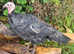 Pair of Black Bronze Turkeys "SOLD"