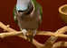 Stunning young Darbyan parrot