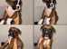KC boxer puppies ready to leave