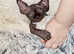 Very small Sphynx kitten