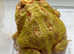Pac-Man frogs, 3 -4 inches in size, healthy and eating well