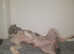 Staffy X Lurcher (Guard dog) (Needs rehoming)