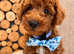 Tiny Toy Poodles