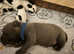 KC blue staffies