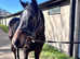 Beautiful big lad For sale looking for a new career