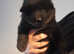 Beautiful chunky chowski puppies