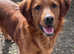 Extensively health tested puppies rare border collie x golden retriever