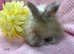Beautiful Angora girl available
