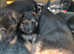 Gsd specialist rehoming and training rescue establish 40yrs  English Big chunky puppies