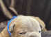 French bulldog puppies