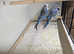 4 pair of exhibition budgies