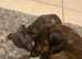 Minature dachshund pup